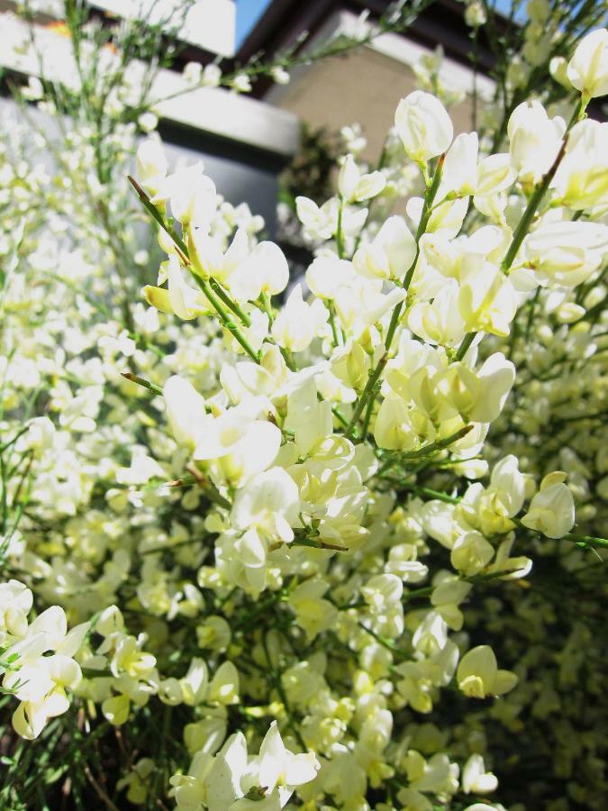 Biancavilla B&B เบรเชีย ภายนอก รูปภาพ